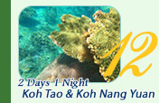 2Days 1Night Koh Tao Koh Nangyuan
